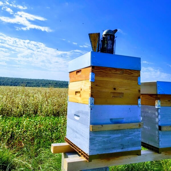 Parrain/Marraine des abeilles